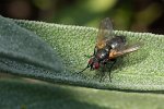 obs_432_0_mouche