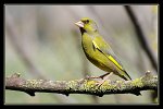 0330_FG_Verdier_Europe_male