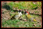 1094_FG_Les_deux_piverts