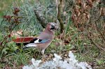 IMG_4116