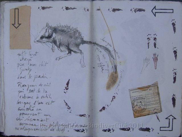 carnet_nature_021.jpg - Création : Isabelle Haas