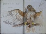 carnet_nature_030