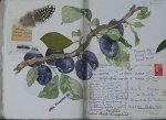 carnet_nature_065