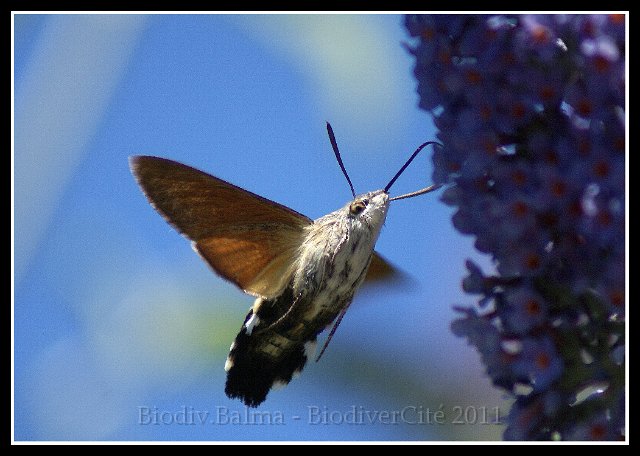 0366_FG_Moro_sphinx_4.jpg - Moro sphinx - Photo : François Granja