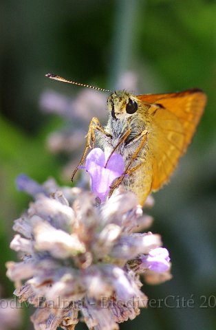 obs_434_0_papillon_sylvaine.JPG - Sylvaine - Photo : François Larue