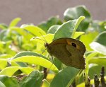 0364_GS_Myrtil