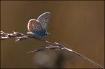0398_FG_azure_commun