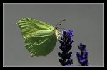 Citron