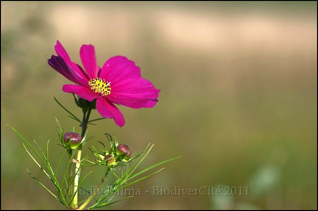 Cosmos.jpg - Cosmos - Photo : François Granja