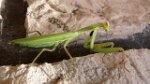 p14_insectes
