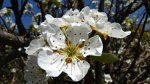 p15_cerisier