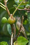 p16_oiseaux