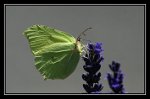 p18_papillons