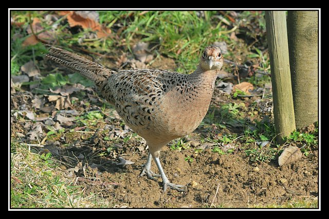 0623_Faisanne.jpg - Faisan de Colchide (femelle) - Photo : François Granja