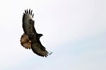 0617_FG_Buse_variable