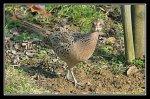 0623_Faisanne