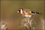 0627_FG_Chardonneret