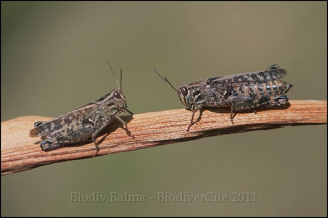 FG_tete_a_tete.jpg - Deux criquets - Photo : François Granja