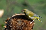 0635_FG_verdier