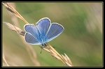 0614_FG_Argus_et_graminee