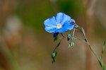 0636_FG_lin_bleu