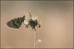 0637_FG_melitee_orangee_2