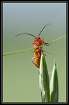 Cantharide_3