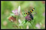 FG_Mylabris_variabilis-2