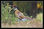 p45_faune