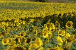 p46_tournesol