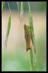 p57_insectes